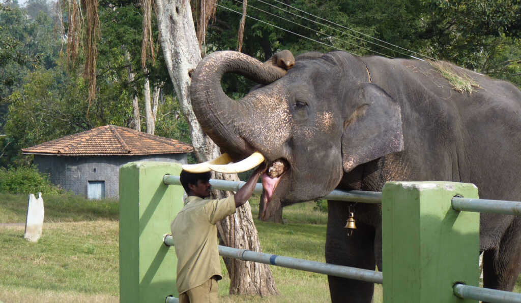 elephant-feeding-1024×597